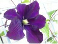 Clematis x jackmannii (Clematită)